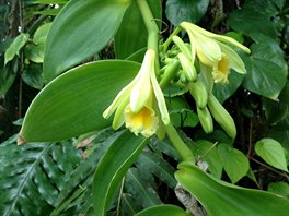 Vanilovnk plocholist pat mezi orchideje, pstuje se pro sv plody, z nich...