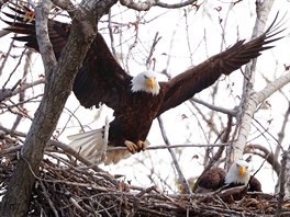 SYMBOL AMERIKY. Orel bělohlavý přilétá s větví do svého hnízda na stromě v...