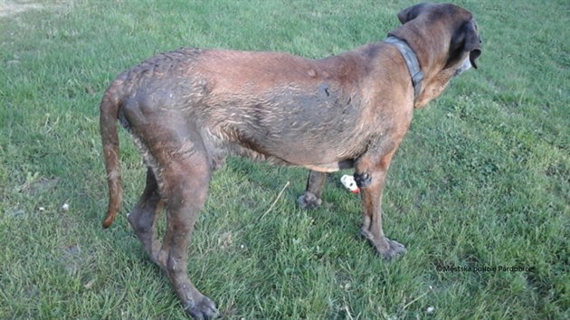 Pes, kter zapadl do bahna v pardubickm parku Na pici.