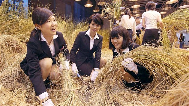Sklizeň rýže, vypěstované v tokijském sídle společnosti Pasona.