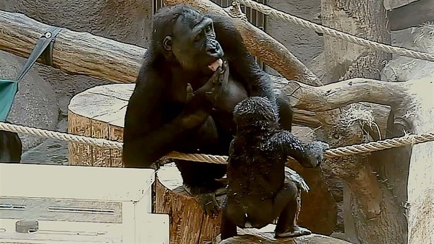 Kiburi vzal toto sprchování nejmladšího člena gorilí rodiny za své.