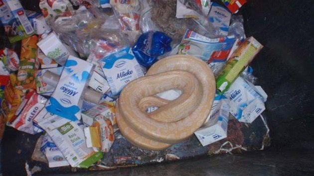 Prat strnci odchytili krajtu z kontejneru na odpad. Kvli zuboenmu stavu bojuj o jej ivot (30.4.2018)