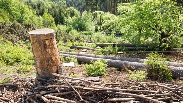 Kcen strom napadench krovcem v okol Ronova pod Radhotm (2019)