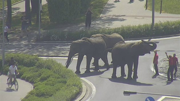 V centru Přerova se před polednem promenádovali tři sloni zdejšího hostujícího cirkusu. Při cestě na náměstí a zpět přitom zablokovali kruhový objezd a pili z kašny. (3. května 2018)