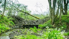 Bobi pehradili koryto Lukavického potoka v lese poblí Milné u Lipna.