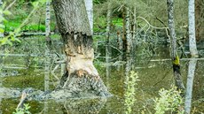 Bobři přehradili koryto Lukavického potoka v lese poblíž Milné u Lipna.