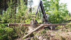 Kácení stromů napadených kůrovcem v okolí Rožnova pod Radhoštěm (2019)
