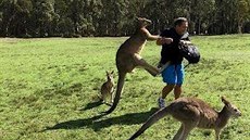 Australský poslanec varuje ped krmením klokan.