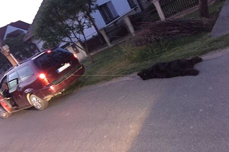 Senior na Slovensku táhl svého psa na provazu za autem, zvíe nepeilo.