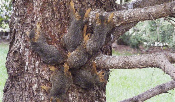 Nešťastným veverkám museli pomoci ochránci přírody (17. května 2018)