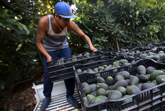 Obyvatelé chilského města Petorca obviňují pěstitele avokáda, že je připravují...