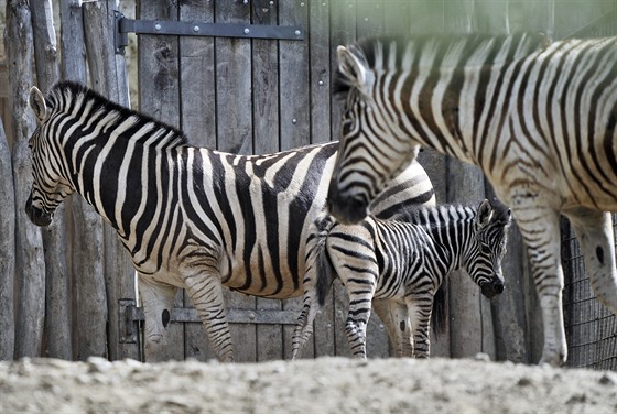 Nový zebí pírstek v jihlavské zoologické zahrad. Mlád se narodilo 3....