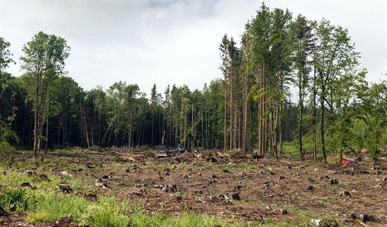 Pohled na jednu z holin v lesích u Radíkova kousek od Olomouce, která je výsledkem boje s kůrovcem.
