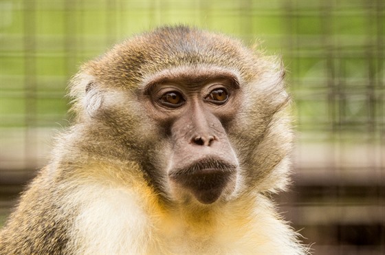 Trojice samců vzácných afrických opic dočasně našla útočiště ve starém pavilonu...