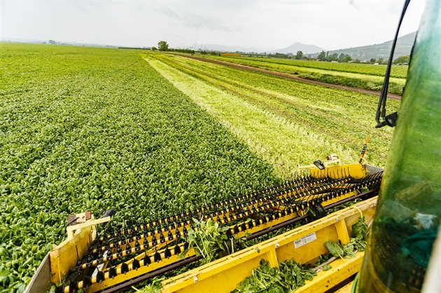 V kvtnu vrcholí sklize a zpracování penátu na mraení. Spolenost Agrimex,...