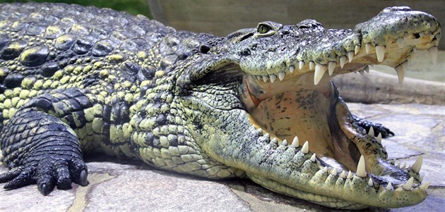 Aligátoři nepotřebují svetr. Když je mráz, jen vystrčí nos nad led a zmrznou