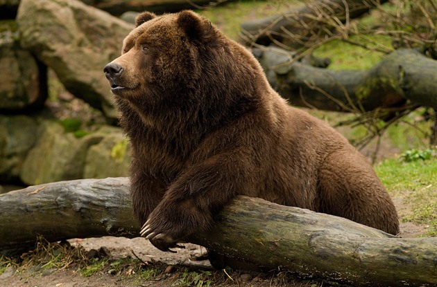 Jeden z posledních snímk grizzlyho Sigfrieda.