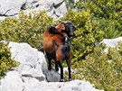 Na jiním hebeni Puig de Galatzó