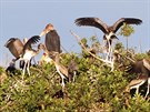 Tisíce pták vech moných druh sedí na stromech kolem laguny v delt eky...