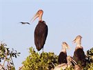 Tisíce pták vech moných druh sedí na stromech kolem laguny v delt eky...