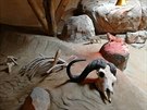 Olomoucká zoo otevela africký pavilon se surikatami i hrabái
