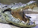 Krokodýl nilský jako dosplý krasavec právem budící respekt.