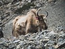 Yak  v  základním  táboe  pod  jezerem  Tilicho.  Tilicho  Base  Camp,  Nepál