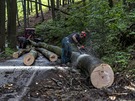 Kalamitní stav lesů sebou přináší další problém. Není dostatek dělníků. 