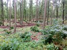 Lesní hřbitov v Sasku, kterým se inspirovali hradečtí lesníci