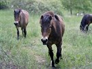 Jedenct divokch kon pivezl speciln transport do Nrodnho parku Podyj z...