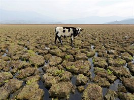 PLANINA. Kráva se prochází po vyschlé ploe laguny Aculeo v Chile, která byla...