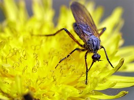 SOSÁNÍ. Hmyz saje nektar z květu pampelišky v lese nedaleko běloruského...