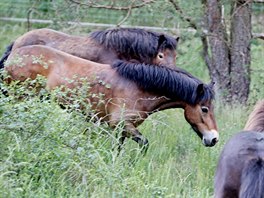 Jedenáct divokých koní pivezl speciální transport do Národního parku Podyjí z...