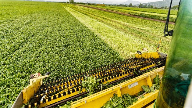 V kvtnu vrchol sklize a zpracovn pentu na mraen. Spolenost Agrimex, kter je od loskho roku soust skupiny Ham, vyrob ve svm zvodu v Panenskch Beanech u Prahy 50 tun mraenho pentu denn.