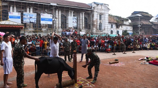 Největším svátkem je v Nepálu Dashain. Obětovat je třeba býčka.