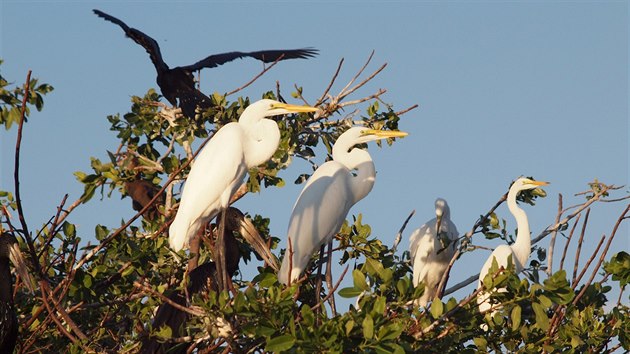 Tisíce ptáků všech možných druhů sedí na stromech kolem laguny v deltě řeky Okavango, která nikam nevede.