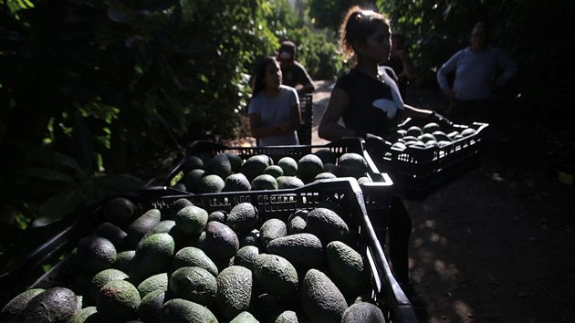 Obyvatelé chilského města Petorca obviňují pěstitele avokáda, že je připravují o cennou vodu. (2. března 2018)