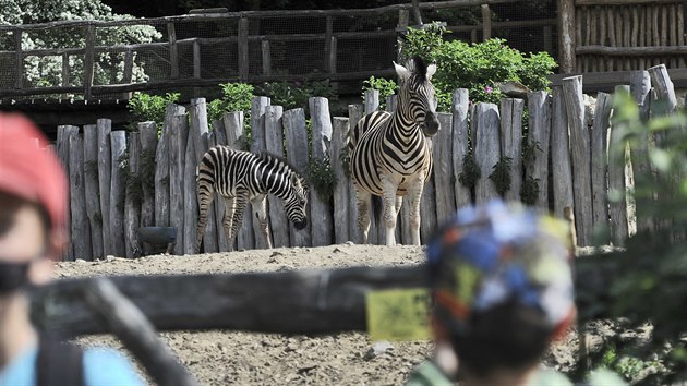 Nov zeb prstek v jihlavsk zoologick zahrad. Mld se narodilo 3. kvtna a m se ile k svtu.