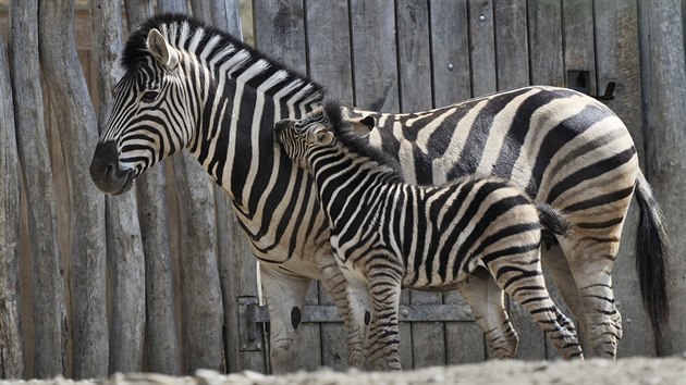 Nov zeb prstek v jihlavsk zoologick zahrad. Mld se narodilo 3. kvtna a m se ile k svtu.