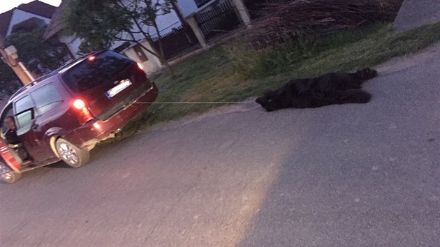 Senior na Slovensku táhl svého psa na provazu za autem, zvíře nepřežilo.