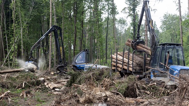 V lesích u Radíkova kousek od Olomouce dělníci mohutně kácí kvůli kůrovcové kalamitě i následkům větrné smrště z poloviny března.