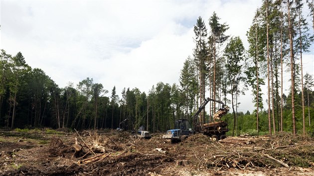 V lesích u Radíkova kousek od Olomouce dělníci mohutně kácí kvůli kůrovcové kalamitě i následkům větrné smrště z poloviny března.
