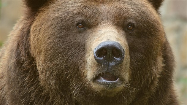 Jeden z poslednch snmk grizzlyho Sigfrieda ped jeho uhynutm.