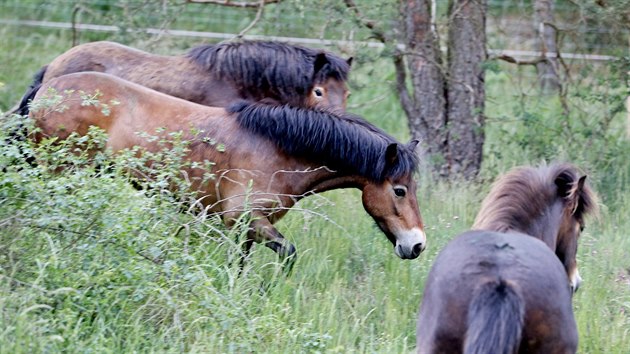 Jedenáct divokých koní přivezl speciální transport do Národního parku Podyjí z anglického Exmooru.