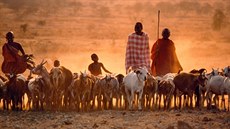 Masajové