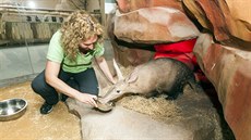 V novém africkém pavilonu Kalahari olomoucké zoologické zahrady jsou mimo jiné...