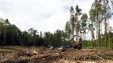 Pohled na jednu z holin v lesích u Radíkova kousek od Olomouce, která je výsledkem boje s krovcem.