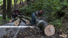 Kalamitní stav lesů sebou přináší další problém. Není dostatek dělníků. 