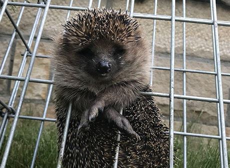 Hasiči řešili „záhadu hlavolamu“, uvázlého ježka z klece nakonec vystříhali  - iDNES.cz