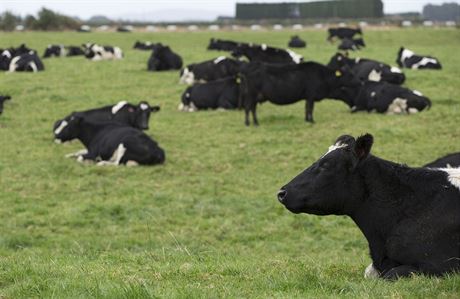 Stádo krav na farm nedaleko novozélandského msta Invercargill